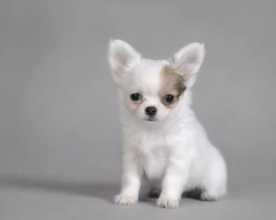 장모치와와/출처:어도비스톡