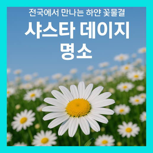 샤스타 데이지 명소
