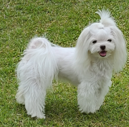 흰색 새끼 강아지