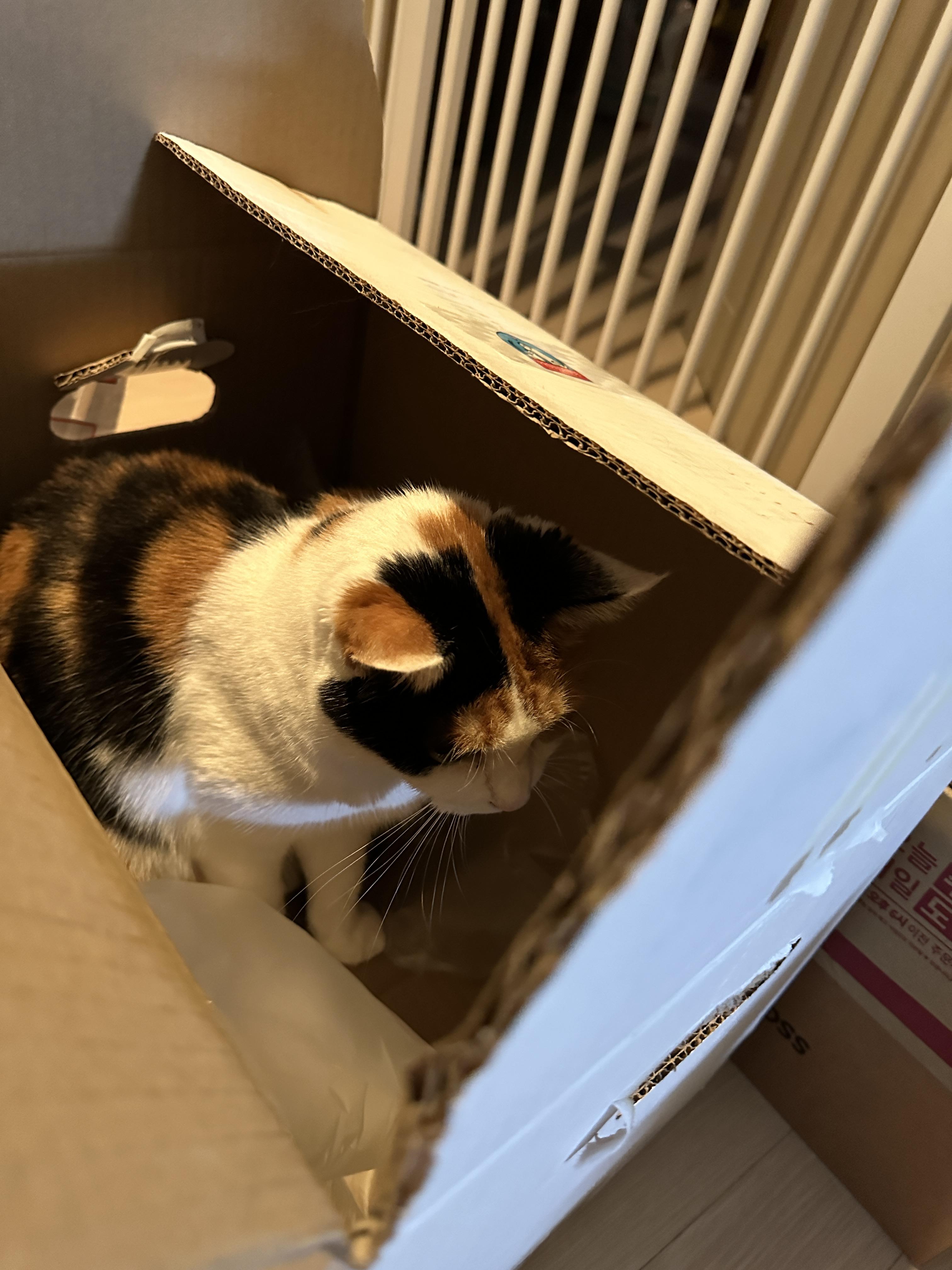 택배상자의_작은_구멍으로_밖을_보며_집중하고_있는_요미