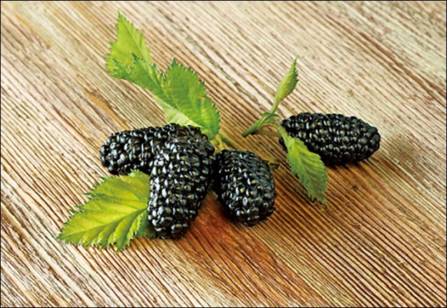 오디 먹는 법 안내