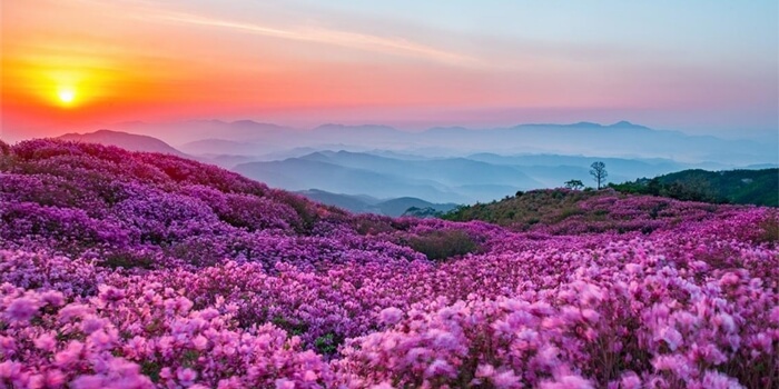 황매산-석양