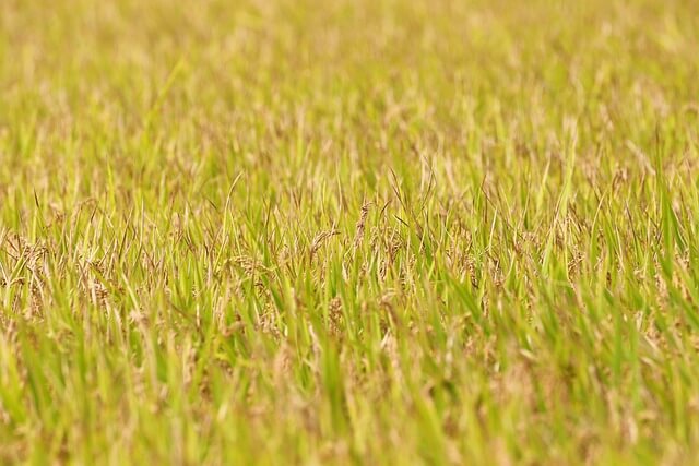 망종 뜻 24절기 시간 음식 총정리 