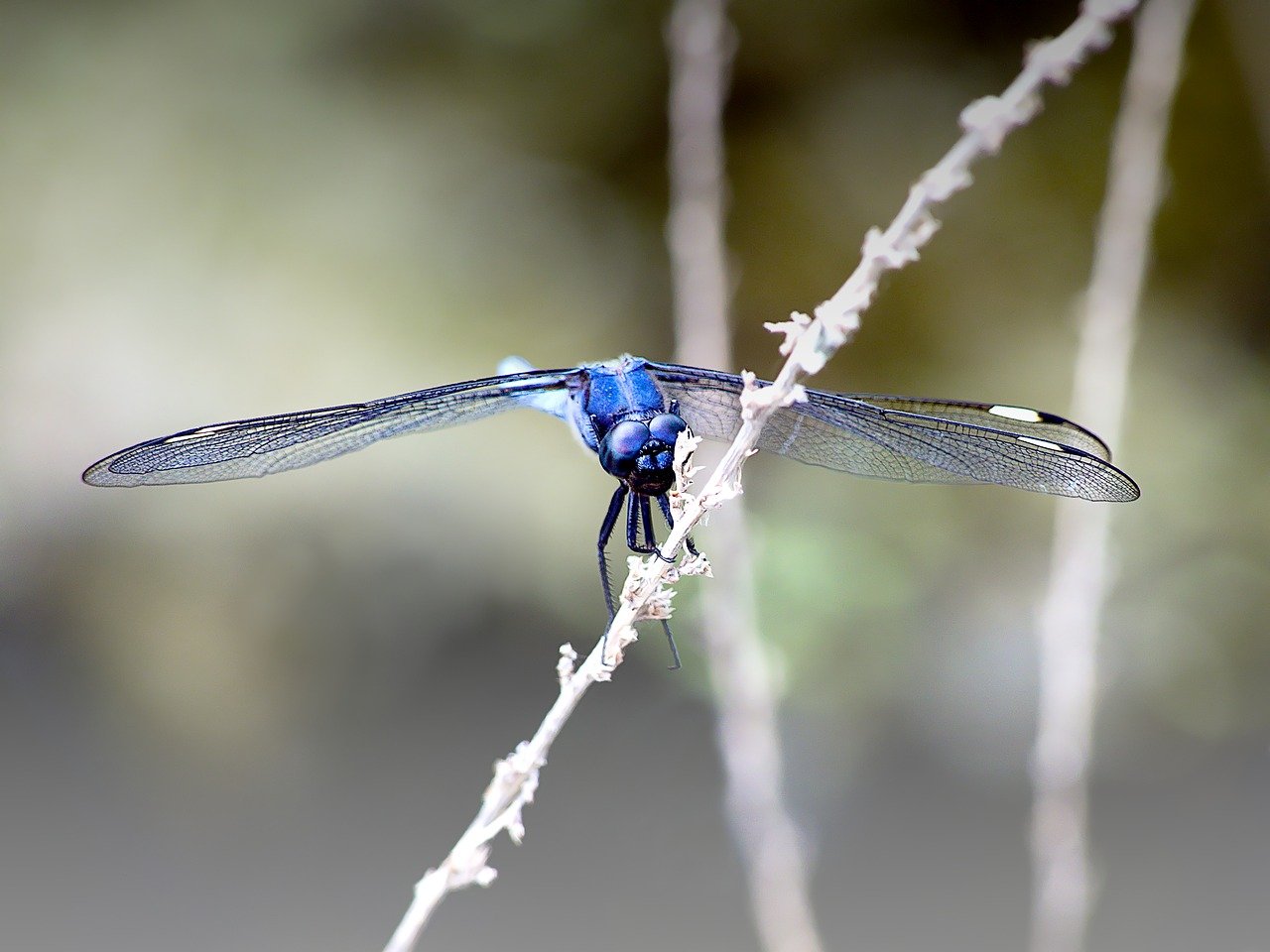 러브 버그 퇴치방법, 러브 버그 익충, 러브 버그 시기, 러브 버그 모기, 러브 버그 방역, 러브 버그 퇴치법, 러브 버그 수명, 러브 버그 천적, 러브 버그 살충제, 러브 버그 출몰, 러브버그퇴치익충, 러브 버그 출몰지역, 러브버그 익충 이유, 러브버그 퇴치제, 러브버그 출몰 시기, 러브버그 원산지, 러브 버그 퇴치방법, 러브 버그 익충, 러브 버그 시기, 러브 버그 모기, 러브 버그 방역, 러브 버그 퇴치법, 러브 버그 수명, 러브 버그 천적, 러브 버그 살충제, 러브 버그 출몰, 러브버그퇴치익충, 러브 버그 출몰지역, 러브버그 익충 이유, 러브버그 퇴치제, 러브버그 출몰 시기, 러브버그 원산지, 러브 버그 퇴치방법, 러브 버그 익충, 러브 버그 시기, 러브 버그 모기, 러브 버그 방역, 러브 버그 퇴치법, 러브 버그 수명, 러브 버그 천적, 러브 버그 살충제, 러브 버그 출몰, 러브버그퇴치익충, 러브 버그 출몰지역, 러브버그 익충 이유, 러브버그 퇴치제, 러브버그 출몰 시기, 러브버그 원산지, 러브 버그 퇴치방법, 러브 버그 익충, 러브 버그 시기, 러브 버그 모기, 러브 버그 방역, 러브 버그 퇴치법, 러브 버그 수명, 러브 버그 천적, 러브 버그 살충제, 러브 버그 출몰, 러브버그퇴치익충, 러브 버그 출몰지역, 러브버그 익충 이유, 러브버그 퇴치제, 러브버그 출몰 시기, 러브버그 원산지, 러브 버그 퇴치방법, 러브 버그 익충, 러브 버그 시기, 러브 버그 모기, 러브 버그 방역, 러브 버그 퇴치법, 러브 버그 수명, 러브 버그 천적, 러브 버그 살충제, 러브 버그 출몰, 러브버그퇴치익충, 러브 버그 출몰지역, 러브버그 익충 이유, 러브버그 퇴치제, 러브버그 출몰 시기, 러브버그 원산지, 러브 버그 퇴치방법, 러브 버그 익충, 러브 버그 시기, 러브 버그 모기, 러브 버그 방역, 러브 버그 퇴치법, 러브 버그 수명, 러브 버그 천적, 러브 버그 살충제, 러브 버그 출몰, 러브버그퇴치익충, 러브 버그 출몰지역, 러브버그 익충 이유, 러브버그 퇴치제, 러브버그 출몰 시기, 러브버그 원산지, 러브 버그 퇴치방법, 러브 버그 익충, 러브 버그 시기, 러브 버그 모기, 러브 버그 방역, 러브 버그 퇴치법, 러브 버그 수명, 러브 버그 천적, 러브 버그 살충제, 러브 버그 출몰, 러브버그퇴치익충, 러브 버그 출몰지역, 러브버그 익충 이유, 러브버그 퇴치제, 러브버그 출몰 시기, 러브버그 원산지, 러브 버그 퇴치방법, 러브 버그 익충, 러브 버그 시기, 러브 버그 모기, 러브 버그 방역, 러브 버그 퇴치법, 러브 버그 수명, 러브 버그 천적, 러브 버그 살충제, 러브 버그 출몰, 러브버그퇴치익충, 러브 버그 출몰지역, 러브버그 익충 이유, 러브버그 퇴치제, 러브버그 출몰 시기, 러브버그 원산지, 러브 버그 퇴치방법, 러브 버그 익충, 러브 버그 시기, 러브 버그 모기, 러브 버그 방역, 러브 버그 퇴치법, 러브 버그 수명, 러브 버그 천적, 러브 버그 살충제, 러브 버그 출몰, 러브버그퇴치익충, 러브 버그 출몰지역, 러브버그 익충 이유, 러브버그 퇴치제, 러브버그 출몰 시기, 러브버그 원산지, 러브 버그 퇴치방법, 러브 버그 익충, 러브 버그 시기, 러브 버그 모기, 러브 버그 방역, 러브 버그 퇴치법, 러브 버그 수명, 러브 버그 천적, 러브 버그 살충제, 러브 버그 출몰, 러브버그퇴치익충, 러브 버그 출몰지역, 러브버그 익충 이유, 러브버그 퇴치제, 러브버그 출몰 시기, 러브버그 원산지, 러브 버그 퇴치방법, 러브 버그 익충, 러브 버그 시기, 러브 버그 모기, 러브 버그 방역, 러브 버그 퇴치법, 러브 버그 수명, 러브 버그 천적, 러브 버그 살충제, 러브 버그 출몰, 러브버그퇴치익충, 러브 버그 출몰지역, 러브버그 익충 이유, 러브버그 퇴치제, 러브버그 출몰 시기, 러브버그 원산지, 러브 버그 퇴치방법, 러브 버그 익충, 러브 버그 시기, 러브 버그 모기, 러브 버그 방역, 러브 버그 퇴치법, 러브 버그 수명, 러브 버그 천적, 러브 버그 살충제, 러브 버그 출몰, 러브버그퇴치익충, 러브 버그 출몰지역, 러브버그 익충 이유, 러브버그 퇴치제, 러브버그 출몰 시기, 러브버그 원산지, 러브 버그 퇴치방법, 러브 버그 익충, 러브 버그 시기, 러브 버그 모기, 러브 버그 방역, 러브 버그 퇴치법, 러브 버그 수명, 러브 버그 천적, 러브 버그 살충제, 러브 버그 출몰, 러브버그퇴치익충, 러브 버그 출몰지역, 러브버그 익충 이유, 러브버그 퇴치제, 러브버그 출몰 시기, 러브버그 원산지, 러브 버그 퇴치방법, 러브 버그 익충, 러브 버그 시기, 러브 버그 모기, 러브 버그 방역, 러브 버그 퇴치법, 러브 버그 수명, 러브 버그 천적, 러브 버그 살충제, 러브 버그 출몰, 러브버그퇴치익충, 러브 버그 출몰지역, 러브버그 익충 이유, 러브버그 퇴치제, 러브버그 출몰 시기, 러브버그 원산지, 러브 버그 퇴치방법, 러브 버그 익충, 러브 버그 시기, 러브 버그 모기, 러브 버그 방역, 러브 버그 퇴치법, 러브 버그 수명, 러브 버그 천적, 러브 버그 살충제, 러브 버그 출몰, 러브버그퇴치익충, 러브 버그 출몰지역, 러브버그 익충 이유, 러브버그 퇴치제, 러브버그 출몰 시기, 러브버그 원산지, 러브 버그 퇴치방법, 러브 버그 익충, 러브 버그 시기, 러브 버그 모기, 러브 버그 방역, 러브 버그 퇴치법, 러브 버그 수명, 러브 버그 천적, 러브 버그 살충제, 러브 버그 출몰, 러브버그퇴치익충, 러브 버그 출몰지역, 러브버그 익충 이유, 러브버그 퇴치제, 러브버그 출몰 시기, 러브버그 원산지, 러브 버그 퇴치방법, 러브 버그 익충, 러브 버그 시기, 러브 버그 모기, 러브 버그 방역, 러브 버그 퇴치법, 러브 버그 수명, 러브 버그 천적, 러브 버그 살충제, 러브 버그 출몰, 러브버그퇴치익충, 러브 버그 출몰지역, 러브버그 익충 이유, 러브버그 퇴치제, 러브버그 출몰 시기, 러브버그 원산지, 러브 버그 퇴치방법, 러브 버그 익충, 러브 버그 시기, 러브 버그 모기, 러브 버그 방역, 러브 버그 퇴치법, 러브 버그 수명, 러브 버그 천적, 러브 버그 살충제, 러브 버그 출몰, 러브버그퇴치익충, 러브 버그 출몰지역, 러브버그 익충 이유, 러브버그 퇴치제, 러브버그 출몰 시기, 러브버그 원산지, 러브 버그 퇴치방법, 러브 버그 익충, 러브 버그 시기, 러브 버그 모기, 러브 버그 방역, 러브 버그 퇴치법, 러브 버그 수명, 러브 버그 천적, 러브 버그 살충제, 러브 버그 출몰, 러브버그퇴치익충, 러브 버그 출몰지역, 러브버그 익충 이유, 러브버그 퇴치제, 러브버그 출몰 시기, 러브버그 원산지, 러브 버그 퇴치방법, 러브 버그 익충, 러브 버그 시기, 러브 버그 모기, 러브 버그 방역, 러브 버그 퇴치법, 러브 버그 수명, 러브 버그 천적, 러브 버그 살충제, 러브 버그 출몰, 러브버그퇴치익충, 러브 버그 출몰지역, 러브버그 익충 이유, 러브버그 퇴치제, 러브버그 출몰 시기, 러브버그 원산지, 러브 버그 퇴치방법, 러브 버그 익충, 러브 버그 시기, 러브 버그 모기, 러브 버그 방역, 러브 버그 퇴치법, 러브 버그 수명, 러브 버그 천적, 러브 버그 살충제, 러브 버그 출몰, 러브버그퇴치익충, 러브 버그 출몰지역, 러브버그 익충 이유, 러브버그 퇴치제, 러브버그 출몰 시기, 러브버그 원산지, 러브 버그 퇴치방법, 러브 버그 익충, 러브 버그 시기, 러브 버그 모기, 러브 버그 방역, 러브 버그 퇴치법, 러브 버그 수명, 러브 버그 천적, 러브 버그 살충제, 러브 버그 출몰, 러브버그퇴치익충, 러브 버그 출몰지역, 러브버그 익충 이유, 러브버그 퇴치제, 러브버그 출몰 시기, 러브버그 원산지, 러브 버그 퇴치방법, 러브 버그 익충, 러브 버그 시기, 러브 버그 모기, 러브 버그 방역, 러브 버그 퇴치법, 러브 버그 수명, 러브 버그 천적, 러브 버그 살충제, 러브 버그 출몰, 러브버그퇴치익충, 러브 버그 출몰지역, 러브버그 익충 이유, 러브버그 퇴치제, 러브버그 출몰 시기, 러브버그 원산지, 러브 버그 퇴치방법, 러브 버그 익충, 러브 버그 시기, 러브 버그 모기, 러브 버그 방역, 러브 버그 퇴치법, 러브 버그 수명, 러브 버그 천적, 러브 버그 살충제, 러브 버그 출몰, 러브버그퇴치익충, 러브 버그 출몰지역, 러브버그 익충 이유, 러브버그 퇴치제, 러브버그 출몰 시기, 러브버그 원산지, 러브 버그 퇴치방법, 러브 버그 익충, 러브 버그 시기, 러브 버그 모기, 러브 버그 방역, 러브 버그 퇴치법, 러브 버그 수명, 러브 버그 천적, 러브 버그 살충제, 러브 버그 출몰, 러브버그퇴치익충, 러브 버그 출몰지역, 러브버그 익충 이유, 러브버그 퇴치제, 러브버그 출몰 시기, 러브버그 원산지, 러브 버그 퇴치방법, 러브 버그 익충, 러브 버그 시기, 러브 버그 모기, 러브 버그 방역, 러브 버그 퇴치법, 러브 버그 수명, 러브 버그 천적, 러브 버그 살충제, 러브 버그 출몰, 러브버그퇴치익충, 러브 버그 출몰지역, 러브버그 익충 이유, 러브버그 퇴치제, 러브버그 출몰 시기, 러브버그 원산지, 러브 버그 퇴치방법, 러브 버그 익충, 러브 버그 시기, 러브 버그 모기, 러브 버그 방역, 러브 버그 퇴치법, 러브 버그 수명, 러브 버그 천적, 러브 버그 살충제, 러브 버그 출몰, 러브버그퇴치익충, 러브 버그 출몰지역, 러브버그 익충 이유, 러브버그 퇴치제, 러브버그 출몰 시기, 러브버그 원산지, 러브 버그 퇴치방법, 러브 버그 익충, 러브 버그 시기, 러브 버그 모기, 러브 버그 방역, 러브 버그 퇴치법, 러브 버그 수명, 러브 버그 천적, 러브 버그 살충제, 러브 버그 출몰, 러브버그퇴치익충, 러브 버그 출몰지역, 러브버그 익충 이유, 러브버그 퇴치제, 러브버그 출몰 시기, 러브버그 원산지, 러브 버그 퇴치방법, 러브 버그 익충, 러브 버그 시기, 러브 버그 모기, 러브 버그 방역, 러브 버그 퇴치법, 러브 버그 수명, 러브 버그 천적, 러브 버그 살충제, 러브 버그 출몰, 러브버그퇴치익충, 러브 버그 출몰지역, 러브버그 익충 이유, 러브버그 퇴치제, 러브버그 출몰 시기, 러브버그 원산지, 러브 버그 퇴치방법, 러브 버그 익충, 러브 버그 시기, 러브 버그 모기, 러브 버그 방역, 러브 버그 퇴치법, 러브 버그 수명, 러브 버그 천적, 러브 버그 살충제, 러브 버그 출몰, 러브버그퇴치익충, 러브 버그 출몰지역, 러브버그 익충 이유, 러브버그 퇴치제, 러브버그 출몰 시기, 러브버그 원산지, 러브 버그 퇴치방법, 러브 버그 익충, 러브 버그 시기, 러브 버그 모기, 러브 버그 방역, 러브 버그 퇴치법, 러브 버그 수명, 러브 버그 천적, 러브 버그 살충제, 러브 버그 출몰, 러브버그퇴치익충, 러브 버그 출몰지역, 러브버그 익충 이유, 러브버그 퇴치제, 러브버그 출몰 시기, 러브버그 원산지, 러브 버그 퇴치방법, 러브 버그 익충, 러브 버그 시기, 러브 버그 모기, 러브 버그 방역, 러브 버그 퇴치법, 러브 버그 수명, 러브 버그 천적, 러브 버그 살충제, 러브 버그 출몰, 러브버그퇴치익충, 러브 버그 출몰지역, 러브버그 익충 이유, 러브버그 퇴치제, 러브버그 출몰 시기, 러브버그 원산지, 러브 버그 퇴치방법, 러브 버그 익충, 러브 버그 시기, 러브 버그 모기, 러브 버그 방역, 러브 버그 퇴치법, 러브 버그 수명, 러브 버그 천적, 러브 버그 살충제, 러브 버그 출몰, 러브버그퇴치익충, 러브 버그 출몰지역, 러브버그 익충 이유, 러브버그 퇴치제, 러브버그 출몰 시기, 러브버그 원산지, 러브 버그 퇴치방법, 러브 버그 익충, 러브 버그 시기, 러브 버그 모기, 러브 버그 방역, 러브 버그 퇴치법, 러브 버그 수명, 러브 버그 천적, 러브 버그 살충제, 러브 버그 출몰, 러브버그퇴치익충, 러브 버그 출몰지역, 러브버그 익충 이유, 러브버그 퇴치제, 러브버그 출몰 시기, 러브버그 원산지, 러브 버그 퇴치방법, 러브 버그 익충, 러브 버그 시기, 러브 버그 모기, 러브 버그 방역, 러브 버그 퇴치법, 러브 버그 수명, 러브 버그 천적, 러브 버그 살충제, 러브 버그 출몰, 러브버그퇴치익충, 러브 버그 출몰지역, 러브버그 익충 이유, 러브버그 퇴치제, 러브버그 출몰 시기, 러브버그 원산지, 러브 버그 퇴치방법, 러브 버그 익충, 러브 버그 시기, 러브 버그 모기, 러브 버그 방역, 러브 버그 퇴치법, 러브 버그 수명, 러브 버그 천적, 러브 버그 살충제, 러브 버그 출몰, 러브버그퇴치익충, 러브 버그 출몰지역, 러브버그 익충 이유, 러브버그 퇴치제, 러브버그 출몰 시기, 러브버그 원산지, 러브 버그 퇴치방법, 러브 버그 익충, 러브 버그 시기, 러브 버그 모기, 러브 버그 방역, 러브 버그 퇴치법, 러브 버그 수명, 러브 버그 천적, 러브 버그 살충제, 러브 버그 출몰, 러브버그퇴치익충, 러브 버그 출몰지역, 러브버그 익충 이유, 러브버그 퇴치제, 러브버그 출몰 시기, 러브버그 원산지, 러브 버그 퇴치방법, 러브 버그 익충, 러브 버그 시기, 러브 버그 모기, 러브 버그 방역, 러브 버그 퇴치법, 러브 버그 수명, 러브 버그 천적, 러브 버그 살충제, 러브 버그 출몰, 러브버그퇴치익충, 러브 버그 출몰지역, 러브버그 익충 이유, 러브버그 퇴치제, 러브버그 출몰 시기, 러브버그 원산지, 러브 버그 퇴치방법, 러브 버그 익충, 러브 버그 시기, 러브 버그 모기, 러브 버그 방역, 러브 버그 퇴치법, 러브 버그 수명, 러브 버그 천적, 러브 버그 살충제, 러브 버그 출몰, 러브버그퇴치익충, 러브 버그 출몰지역, 러브버그 익충 이유, 러브버그 퇴치제, 러브버그 출몰 시기, 러브버그 원산지, 러브 버그 퇴치방법, 러브 버그 익충, 러브 버그 시기, 러브 버그 모기, 러브 버그 방역, 러브 버그 퇴치법, 러브 버그 수명, 러브 버그 천적, 러브 버그 살충제, 러브 버그 출몰, 러브버그퇴치익충, 러브 버그 출몰지역, 러브버그 익충 이유, 러브버그 퇴치제, 러브버그 출몰 시기, 러브버그 원산지, 러브 버그 퇴치방법, 러브 버그 익충, 러브 버그 시기, 러브 버그 모기, 러브 버그 방역, 러브 버그 퇴치법, 러브 버그 수명, 러브 버그 천적, 러브 버그 살충제, 러브 버그 출몰, 러브버그퇴치익충, 러브 버그 출몰지역, 러브버그 익충 이유, 러브버그 퇴치제, 러브버그 출몰 시기, 러브버그 원산지, 러브 버그 퇴치방법, 러브 버그 익충, 러브 버그 시기, 러브 버그 모기, 러브 버그 방역, 러브 버그 퇴치법, 러브 버그 수명, 러브 버그 천적, 러브 버그 살충제, 러브 버그 출몰, 러브버그퇴치익충, 러브 버그 출몰지역, 러브버그 익충 이유, 러브버그 퇴치제, 러브버그 출몰 시기, 러브버그 원산지, 러브 버그 퇴치방법, 러브 버그 익충, 러브 버그 시기, 러브 버그 모기, 러브 버그 방역, 러브 버그 퇴치법, 러브 버그 수명, 러브 버그 천적, 러브 버그 살충제, 러브 버그 출몰, 러브버그퇴치익충, 러브 버그 출몰지역, 러브버그 익충 이유, 러브버그 퇴치제, 러브버그 출몰 시기, 러브버그 원산지, 러브 버그 퇴치방법, 러브 버그 익충, 러브 버그 시기, 러브 버그 모기, 러브 버그 방역, 러브 버그 퇴치법, 러브 버그 수명, 러브 버그 천적, 러브 버그 살충제, 러브 버그 출몰, 러브버그퇴치익충, 러브 버그 출몰지역, 러브버그 익충 이유, 러브버그 퇴치제, 러브버그 출몰 시기, 러브버그 원산지, 러브 버그 퇴치방법, 러브 버그 익충, 러브 버그 시기, 러브 버그 모기, 러브 버그 방역, 러브 버그 퇴치법, 러브 버그 수명, 러브 버그 천적, 러브 버그 살충제, 러브 버그 출몰, 러브버그퇴치익충, 러브 버그 출몰지역, 러브버그 익충 이유, 러브버그 퇴치제, 러브버그 출몰 시기, 러브버그 원산지, 러브 버그 퇴치방법, 러브 버그 익충, 러브 버그 시기, 러브 버그 모기, 러브 버그 방역, 러브 버그 퇴치법, 러브 버그 수명, 러브 버그 천적, 러브 버그 살충제, 러브 버그 출몰, 러브버그퇴치익충, 러브 버그 출몰지역, 러브버그 익충 이유, 러브버그 퇴치제, 러브버그 출몰 시기, 러브버그 원산지, 러브 버그 퇴치방법, 러브 버그 익충, 러브 버그 시기, 러브 버그 모기, 러브 버그 방역, 러브 버그 퇴치법, 러브 버그 수명, 러브 버그 천적, 러브 버그 살충제, 러브 버그 출몰, 러브버그퇴치익충, 러브 버그 출몰지역, 러브버그 익충 이유, 러브버그 퇴치제, 러브버그 출몰 시기, 러브버그 원산지, 러브 버그 퇴치방법, 러브 버그 익충, 러브 버그 시기, 러브 버그 모기, 러브 버그 방역, 러브 버그 퇴치법, 러브 버그 수명, 러브 버그 천적, 러브 버그 살충제, 러브 버그 출몰, 러브버그퇴치익충, 러브 버그 출몰지역, 러브버그 익충 이유, 러브버그 퇴치제, 러브버그 출몰 시기, 러브버그 원산지, 러브 버그 퇴치방법, 러브 버그 익충, 러브 버그 시기, 러브 버그 모기, 러브 버그 방역, 러브 버그 퇴치법, 러브 버그 수명, 러브 버그 천적, 러브 버그 살충제, 러브 버그 출몰, 러브버그퇴치익충, 러브 버그 출몰지역, 러브버그 익충 이유, 러브버그 퇴치제, 러브버그 출몰 시기, 러브버그 원산지, 러브 버그 퇴치방법, 러브 버그 익충, 러브 버그 시기, 러브 버그 모기, 러브 버그 방역, 러브 버그 퇴치법, 러브 버그 수명, 러브 버그 천적, 러브 버그 살충제, 러브 버그 출몰, 러브버그퇴치익충, 러브 버그 출몰지역, 러브버그 익충 이유, 러브버그 퇴치제, 러브버그 출몰 시기, 러브버그 원산지, 러브 버그 퇴치방법, 러브 버그 익충, 러브 버그 시기, 러브 버그 모기, 러브 버그 방역, 러브 버그 퇴치법, 러브 버그 수명, 러브 버그 천적, 러브 버그 살충제, 러브 버그 출몰, 러브버그퇴치익충, 러브 버그 출몰지역, 러브버그 익충 이유, 러브버그 퇴치제, 러브버그 출몰 시기, 러브버그 원산지, 러브 버그 퇴치방법, 러브 버그 익충, 러브 버그 시기, 러브 버그 모기, 러브 버그 방역, 러브 버그 퇴치법, 러브 버그 수명, 러브 버그 천적, 러브 버그 살충제, 러브 버그 출몰, 러브버그퇴치익충, 러브 버그 출몰지역, 러브버그 익충 이유, 러브버그 퇴치제, 러브버그 출몰 시기, 러브버그 원산지, 러브 버그 퇴치방법, 러브 버그 익충, 러브 버그 시기, 러브 버그 모기, 러브 버그 방역, 러브 버그 퇴치법, 러브 버그 수명, 러브 버그 천적, 러브 버그 살충제, 러브 버그 출몰, 러브버그퇴치익충, 러브 버그 출몰지역, 러브버그 익충 이유, 러브버그 퇴치제, 러브버그 출몰 시기, 러브버그 원산지, 러브 버그 퇴치방법, 러브 버그 익충, 러브 버그 시기, 러브 버그 모기, 러브 버그 방역, 러브 버그 퇴치법, 러브 버그 수명, 러브 버그 천적, 러브 버그 살충제, 러브 버그 출몰, 러브버그퇴치익충, 러브 버그 출몰지역, 러브버그 익충 이유, 러브버그 퇴치제, 러브버그 출몰 시기, 러브버그 원산지, 러브 버그 퇴치방법, 러브 버그 익충, 러브 버그 시기, 러브 버그 모기, 러브 버그 방역, 러브 버그 퇴치법, 러브 버그 수명, 러브 버그 천적, 러브 버그 살충제, 러브 버그 출몰, 러브버그퇴치익충, 러브 버그 출몰지역, 러브버그 익충 이유, 러브버그 퇴치제, 러브버그 출몰 시기, 러브버그 원산지, 러브 버그 퇴치방법, 러브 버그 익충, 러브 버그 시기, 러브 버그 모기, 러브 버그 방역, 러브 버그 퇴치법, 러브 버그 수명, 러브 버그 천적, 러브 버그 살충제, 러브 버그 출몰, 러브버그퇴치익충, 러브 버그 출몰지역, 러브버그 익충 이유, 러브버그 퇴치제, 러브버그 출몰 시기, 러브버그 원산지, 러브 버그 퇴치방법, 러브 버그 익충, 러브 버그 시기, 러브 버그 모기, 러브 버그 방역, 러브 버그 퇴치법, 러브 버그 수명, 러브 버그 천적, 러브 버그 살충제, 러브 버그 출몰, 러브버그퇴치익충, 러브 버그 출몰지역, 러브버그 익충 이유, 러브버그 퇴치제, 러브버그 출몰 시기, 러브버그 원산지, 러브 버그 퇴치방법, 러브 버그 익충, 러브 버그 시기, 러브 버그 모기, 러브 버그 방역, 러브 버그 퇴치법, 러브 버그 수명, 러브 버그 천적, 러브 버그 살충제, 러브 버그 출몰, 러브버그퇴치익충, 러브 버그 출몰지역, 러브버그 익충 이유, 러브버그 퇴치제, 러브버그 출몰 시기, 러브버그 원산지, 러브 버그 퇴치방법, 러브 버그 익충, 러브 버그 시기, 러브 버그 모기, 러브 버그 방역, 러브 버그 퇴치법, 러브 버그 수명, 러브 버그 천적, 러브 버그 살충제, 러브 버그 출몰, 러브버그퇴치익충, 러브 버그 출몰지역, 러브버그 익충 이유, 러브버그 퇴치제, 러브버그 출몰 시기, 러브버그 원산지, 러브 버그 퇴치방법, 러브 버그 익충, 러브 버그 시기, 러브 버그 모기, 러브 버그 방역, 러브 버그 퇴치법, 러브 버그 수명, 러브 버그 천적, 러브 버그 살충제, 러브 버그 출몰, 러브버그퇴치익충, 러브 버그 출몰지역, 러브버그 익충 이유, 러브버그 퇴치제, 러브버그 출몰 시기, 러브버그 원산지, 러브 버그 퇴치방법, 러브 버그 익충, 러브 버그 시기, 러브 버그 모기, 러브 버그 방역, 러브 버그 퇴치법, 러브 버그 수명, 러브 버그 천적, 러브 버그 살충제, 러브 버그 출몰, 러브버그퇴치익충, 러브 버그 출몰지역, 러브버그 익충 이유, 러브버그 퇴치제, 러브버그 출몰 시기, 러브버그 원산지, 러브 버그 퇴치방법, 러브 버그 익충, 러브 버그 시기, 러브 버그 모기, 러브 버그 방역, 러브 버그 퇴치법, 러브 버그 수명, 러브 버그 천적, 러브 버그 살충제, 러브 버그 출몰, 러브버그퇴치익충, 러브 버그 출몰지역, 러브버그 익충 이유, 러브버그 퇴치제, 러브버그 출몰 시기, 러브버그 원산지, 러브 버그 퇴치방법, 러브 버그 익충, 러브 버그 시기, 러브 버그 모기, 러브 버그 방역, 러브 버그 퇴치법, 러브 버그 수명, 러브 버그 천적, 러브 버그 살충제, 러브 버그 출몰, 러브버그퇴치익충, 러브 버그 출몰지역, 러브버그 익충 이유, 러브버그 퇴치제, 러브버그 출몰 시기, 러브버그 원산지, 러브 버그 퇴치방법, 러브 버그 익충, 러브 버그 시기, 러브 버그 모기, 러브 버그 방역, 러브 버그 퇴치법, 러브 버그 수명, 러브 버그 천적, 러브 버그 살충제, 러브 버그 출몰, 러브버그퇴치익충, 러브 버그 출몰지역, 러브버그 익충 이유, 러브버그 퇴치제, 러브버그 출몰 시기, 러브버그 원산지, 러브 버그 퇴치방법, 러브 버그 익충, 러브 버그 시기, 러브 버그 모기, 러브 버그 방역, 러브 버그 퇴치법, 러브 버그 수명, 러브 버그 천적, 러브 버그 살충제, 러브 버그 출몰, 러브버그퇴치익충, 러브 버그 출몰지역, 러브버그 익충 이유, 러브버그 퇴치제, 러브버그 출몰 시기, 러브버그 원산지, 러브 버그 퇴치방법, 러브 버그 익충, 러브 버그 시기, 러브 버그 모기, 러브 버그 방역, 러브 버그 퇴치법, 러브 버그 수명, 러브 버그 천적, 러브 버그 살충제, 러브 버그 출몰, 러브버그퇴치익충, 러브 버그 출몰지역, 러브버그 익충 이유, 러브버그 퇴치제, 러브버그 출몰 시기, 러브버그 원산지, 러브 버그 퇴치방법, 러브 버그 익충, 러브 버그 시기, 러브 버그 모기, 러브 버그 방역, 러브 버그 퇴치법, 러브 버그 수명, 러브 버그 천적, 러브 버그 살충제, 러브 버그 출몰, 러브버그퇴치익충, 러브 버그 출몰지역, 러브버그 익충 이유, 러브버그 퇴치제, 러브버그 출몰 시기, 러브버그 원산지, 러브 버그 퇴치방법, 러브 버그 익충, 러브 버그 시기, 러브 버그 모기, 러브 버그 방역, 러브 버그 퇴치법, 러브 버그 수명, 러브 버그 천적, 러브 버그 살충제, 러브 버그 출몰, 러브버그퇴치익충, 러브 버그 출몰지역, 러브버그 익충 이유, 러브버그 퇴치제, 러브버그 출몰 시기, 러브버그 원산지, 러브 버그 퇴치방법, 러브 버그 익충, 러브 버그 시기, 러브 버그 모기, 러브 버그 방역, 러브 버그 퇴치법, 러브 버그 수명, 러브 버그 천적, 러브 버그 살충제, 러브 버그 출몰, 러브버그퇴치익충, 러브 버그 출몰지역, 러브버그 익충 이유, 러브버그 퇴치제, 러브버그 출몰 시기, 러브버그 원산지, 러브 버그 퇴치방법, 러브 버그 익충, 러브 버그 시기, 러브 버그 모기, 러브 버그 방역, 러브 버그 퇴치법, 러브 버그 수명, 러브 버그 천적, 러브 버그 살충제, 러브 버그 출몰, 러브버그퇴치익충, 러브 버그 출몰지역, 러브버그 익충 이유, 러브버그 퇴치제, 러브버그 출몰 시기, 러브버그 원산지, 러브 버그 퇴치방법, 러브 버그 익충, 러브 버그 시기, 러브 버그 모기, 러브 버그 방역, 러브 버그 퇴치법, 러브 버그 수명, 러브 버그 천적, 러브 버그 살충제, 러브 버그 출몰, 러브버그퇴치익충, 러브 버그 출몰지역, 러브버그 익충 이유, 러브버그 퇴치제, 러브버그 출몰 시기, 러브버그 원산지, 러브 버그 퇴치방법, 러브 버그 익충, 러브 버그 시기, 러브 버그 모기, 러브 버그 방역, 러브 버그 퇴치법, 러브 버그 수명, 러브 버그 천적, 러브 버그 살충제, 러브 버그 출몰, 러브버그퇴치익충, 러브 버그 출몰지역, 러브버그 익충 이유, 러브버그 퇴치제, 러브버그 출몰 시기, 러브버그 원산지, 러브 버그 퇴치방법, 러브 버그 익충, 러브 버그 시기, 러브 버그 모기, 러브 버그 방역, 러브 버그 퇴치법, 러브 버그 수명, 러브 버그 천적, 러브 버그 살충제, 러브 버그 출몰, 러브버그퇴치익충, 러브 버그 출몰지역, 러브버그 익충 이유, 러브버그 퇴치제, 러브버그 출몰 시기, 러브버그 원산지, 러브 버그 퇴치방법, 러브 버그 익충, 러브 버그 시기, 러브 버그 모기, 러브 버그 방역, 러브 버그 퇴치법, 러브 버그 수명, 러브 버그 천적, 러브 버그 살충제, 러브 버그 출몰, 러브버그퇴치익충, 러브 버그 출몰지역, 러브버그 익충 이유, 러브버그 퇴치제, 러브버그 출몰 시기, 러브버그 원산지, 러브 버그 퇴치방법, 러브 버그 익충, 러브 버그 시기, 러브 버그 모기, 러브 버그 방역, 러브 버그 퇴치법, 러브 버그 수명, 러브 버그 천적, 러브 버그 살충제, 러브 버그 출몰, 러브버그퇴치익충, 러브 버그 출몰지역, 러브버그 익충 이유, 러브버그 퇴치제, 러브버그 출몰 시기, 러브버그 원산지, 러브 버그 퇴치방법, 러브 버그 익충, 러브 버그 시기, 러브 버그 모기, 러브 버그 방역, 러브 버그 퇴치법, 러브 버그 수명, 러브 버그 천적, 러브 버그 살충제, 러브 버그 출몰, 러브버그퇴치익충, 러브 버그 출몰지역, 러브버그 익충 이유, 러브버그 퇴치제, 러브버그 출몰 시기, 러브버그 원산지, 러브 버그 퇴치방법, 러브 버그 익충, 러브 버그 시기, 러브 버그 모기, 러브 버그 방역, 러브 버그 퇴치법, 러브 버그 수명, 러브 버그 천적, 러브 버그 살충제, 러브 버그 출몰, 러브버그퇴치익충, 러브 버그 출몰지역, 러브버그 익충 이유, 러브버그 퇴치제, 러브버그 출몰 시기, 러브버그 원산지, 러브 버그 퇴치방법, 러브 버그 익충, 러브 버그 시기, 러브 버그 모기, 러브 버그 방역, 러브 버그 퇴치법, 러브 버그 수명, 러브 버그 천적, 러브 버그 살충제, 러브 버그 출몰, 러브버그퇴치익충, 러브 버그 출몰지역, 러브버그 익충 이유, 러브버그 퇴치제, 러브버그 출몰 시기, 러브버그 원산지, 러브 버그 퇴치방법, 러브 버그 익충, 러브 버그 시기, 러브 버그 모기, 러브 버그 방역, 러브 버그 퇴치법, 러브 버그 수명, 러브 버그 천적, 러브 버그 살충제, 러브 버그 출몰, 러브버그퇴치익충, 러브 버그 출몰지역, 러브버그 익충 이유, 러브버그 퇴치제, 러브버그 출몰 시기, 러브버그 원산지, 러브 버그 퇴치방법, 러브 버그 익충, 러브 버그 시기, 러브 버그 모기, 러브 버그 방역, 러브 버그 퇴치법, 러브 버그 수명, 러브 버그 천적, 러브 버그 살충제, 러브 버그 출몰, 러브버그퇴치익충, 러브 버그 출몰지역, 러브버그 익충 이유, 러브버그 퇴치제, 러브버그 출몰 시기, 러브버그 원산지, 러브 버그 퇴치방법, 러브 버그 익충, 러브 버그 시기, 러브 버그 모기, 러브 버그 방역, 러브 버그 퇴치법, 러브 버그 수명, 러브 버그 천적, 러브 버그 살충제, 러브 버그 출몰, 러브버그퇴치익충, 러브 버그 출몰지역, 러브버그 익충 이유, 러브버그 퇴치제, 러브버그 출몰 시기, 러브버그 원산지, 러브 버그 퇴치방법, 러브 버그 익충, 러브 버그 시기, 러브 버그 모기, 러브 버그 방역, 러브 버그 퇴치법, 러브 버그 수명, 러브 버그 천적, 러브 버그 살충제, 러브 버그 출몰, 러브버그퇴치익충, 러브 버그 출몰지역, 러브버그 익충 이유, 러브버그 퇴치제, 러브버그 출몰 시기, 러브버그 원산지, 러브 버그 퇴치방법, 러브 버그 익충, 러브 버그 시기, 러브 버그 모기, 러브 버그 방역, 러브 버그 퇴치법, 러브 버그 수명, 러브 버그 천적, 러브 버그 살충제, 러브 버그 출몰, 러브버그퇴치익충, 러브 버그 출몰지역, 러브버그 익충 이유, 러브버그 퇴치제, 러브버그 출몰 시기, 러브버그 원산지, 러브 버그 퇴치방법, 러브 버그 익충, 러브 버그 시기, 러브 버그 모기, 러브 버그 방역, 러브 버그 퇴치법, 러브 버그 수명, 러브 버그 천적, 러브 버그 살충제, 러브 버그 출몰, 러브버그퇴치익충, 러브 버그 출몰지역, 러브버그 익충 이유, 러브버그 퇴치제, 러브버그 출몰 시기, 러브버그 원산지, 러브 버그 퇴치방법, 러브 버그 익충, 러브 버그 시기, 러브 버그 모기, 러브 버그 방역, 러브 버그 퇴치법, 러브 버그 수명, 러브 버그 천적, 러브 버그 살충제, 러브 버그 출몰, 러브버그퇴치익충, 러브 버그 출몰지역, 러브버그 익충 이유, 러브버그 퇴치제, 러브버그 출몰 시기, 러브버그 원산지, 러브 버그 퇴치방법, 러브 버그 익충, 러브 버그 시기, 러브 버그 모기, 러브 버그 방역, 러브 버그 퇴치법, 러브 버그 수명, 러브 버그 천적, 러브 버그 살충제, 러브 버그 출몰, 러브버그퇴치익충, 러브 버그 출몰지역, 러브버그 익충 이유, 러브버그 퇴치제, 러브버그 출몰 시기, 러브버그 원산지, 러브 버그 퇴치방법, 러브 버그 익충, 러브 버그 시기, 러브 버그 모기, 러브 버그 방역, 러브 버그 퇴치법, 러브 버그 수명, 러브 버그 천적, 러브 버그 살충제, 러브 버그 출몰, 러브버그퇴치익충, 러브 버그 출몰지역, 러브버그 익충 이유, 러브버그 퇴치제, 러브버그 출몰 시기, 러브버그 원산지, 러브 버그 퇴치방법, 러브 버그 익충, 러브 버그 시기, 러브 버그 모기, 러브 버그 방역, 러브 버그 퇴치법, 러브 버그 수명, 러브 버그 천적, 러브 버그 살충제, 러브 버그 출몰, 러브버그퇴치익충, 러브 버그 출몰지역, 러브버그 익충 이유, 러브버그 퇴치제, 러브버그 출몰 시기, 러브버그 원산지, 러브 버그 퇴치방법, 러브 버그 익충, 러브 버그 시기, 러브 버그 모기, 러브 버그 방역, 러브 버그 퇴치법, 러브 버그 수명, 러브 버그 천적, 러브 버그 살충제, 러브 버그 출몰, 러브버그퇴치익충, 러브 버그 출몰지역, 러브버그 익충 이유, 러브버그 퇴치제, 러브버그 출몰 시기, 러브버그 원산지, 러브 버그 퇴치방법, 러브 버그 익충, 러브 버그 시기, 러브 버그 모기, 러브 버그 방역, 러브 버그 퇴치법, 러브 버그 수명, 러브 버그 천적, 러브 버그 살충제, 러브 버그 출몰, 러브버그퇴치익충, 러브 버그 출몰지역, 러브버그 익충 이유, 러브버그 퇴치제, 러브버그 출몰 시기, 러브버그 원산지, 러브 버그 퇴치방법, 러브 버그 익충, 러브 버그 시기, 러브 버그 모기, 러브 버그 방역, 러브 버그 퇴치법, 러브 버그 수명, 러브 버그 천적, 러브 버그 살충제, 러브 버그 출몰, 러브버그퇴치익충, 러브 버그 출몰지역, 러브버그 익충 이유, 러브버그 퇴치제, 러브버그 출몰 시기, 러브버그 원산지, 러브 버그 퇴치방법, 러브 버그 익충, 러브 버그 시기, 러브 버그 모기, 러브 버그 방역, 러브 버그 퇴치법, 러브 버그 수명, 러브 버그 천적, 러브 버그 살충제, 러브 버그 출몰, 러브버그퇴치익충, 러브 버그 출몰지역, 러브버그 익충 이유, 러브버그 퇴치제, 러브버그 출몰 시기, 러브버그 원산지, 러브 버그 퇴치방법, 러브 버그 익충, 러브 버그 시기, 러브 버그 모기, 러브 버그 방역, 러브 버그 퇴치법, 러브 버그 수명, 러브 버그 천적, 러브 버그 살충제, 러브 버그 출몰, 러브버그퇴치익충, 러브 버그 출몰지역, 러브버그 익충 이유, 러브버그 퇴치제, 러브버그 출몰 시기, 러브버그 원산지, 러브 버그 퇴치방법, 러브 버그 익충, 러브 버그 시기, 러브 버그 모기, 러브 버그 방역, 러브 버그 퇴치법, 러브 버그 수명, 러브 버그 천적, 러브 버그 살충제, 러브 버그 출몰, 러브버그퇴치익충, 러브 버그 출몰지역, 러브버그 익충 이유, 러브버그 퇴치제, 러브버그 출몰 시기, 러브버그 원산지, 러브 버그 퇴치방법, 러브 버그 익충, 러브 버그 시기, 러브 버그 모기, 러브 버그 방역, 러브 버그 퇴치법, 러브 버그 수명, 러브 버그 천적, 러브 버그 살충제, 러브 버그 출몰, 러브버그퇴치익충, 러브 버그 출몰지역, 러브버그 익충 이유, 러브버그 퇴치제, 러브버그 출몰 시기, 러브버그 원산지, 러브 버그 퇴치방법, 러브 버그 익충, 러브 버그 시기, 러브 버그 모기, 러브 버그 방역, 러브 버그 퇴치법, 러브 버그 수명, 러브 버그 천적, 러브 버그 살충제, 러브 버그 출몰, 러브버그퇴치익충, 러브 버그 출몰지역, 러브버그 익충 이유, 러브버그 퇴치제, 러브버그 출몰 시기, 러브버그 원산지, 러브 버그 퇴치방법, 러브 버그 익충, 러브 버그 시기, 러브 버그 모기, 러브 버그 방역, 러브 버그 퇴치법, 러브 버그 수명, 러브 버그 천적, 러브 버그 살충제, 러브 버그 출몰, 러브버그퇴치익충, 러브 버그 출몰지역, 러브버그 익충 이유, 러브버그 퇴치제, 러브버그 출몰 시기, 러브버그 원산지, 러브 버그 퇴치방법, 러브 버그 익충, 러브 버그 시기, 러브 버그 모기, 러브 버그 방역, 러브 버그 퇴치법, 러브 버그 수명, 러브 버그 천적, 러브 버그 살충제, 러브 버그 출몰, 러브버그퇴치익충, 러브 버그 출몰지역, 러브버그 익충 이유, 러브버그 퇴치제, 러브버그 출몰 시기, 러브버그 원산지, 러브 버그 퇴치방법, 러브 버그 익충, 러브 버그 시기, 러브 버그 모기, 러브 버그 방역, 러브 버그 퇴치법, 러브 버그 수명, 러브 버그 천적, 러브 버그 살충제, 러브 버그 출몰, 러브버그퇴치익충, 러브 버그 출몰지역, 러브버그 익충 이유, 러브버그 퇴치제, 러브버그 출몰 시기, 러브버그 원산지.