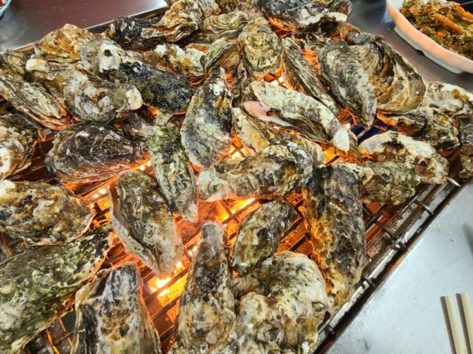 보령 천북굴단지&amp;#44; 바다의 우유 굴의 계절