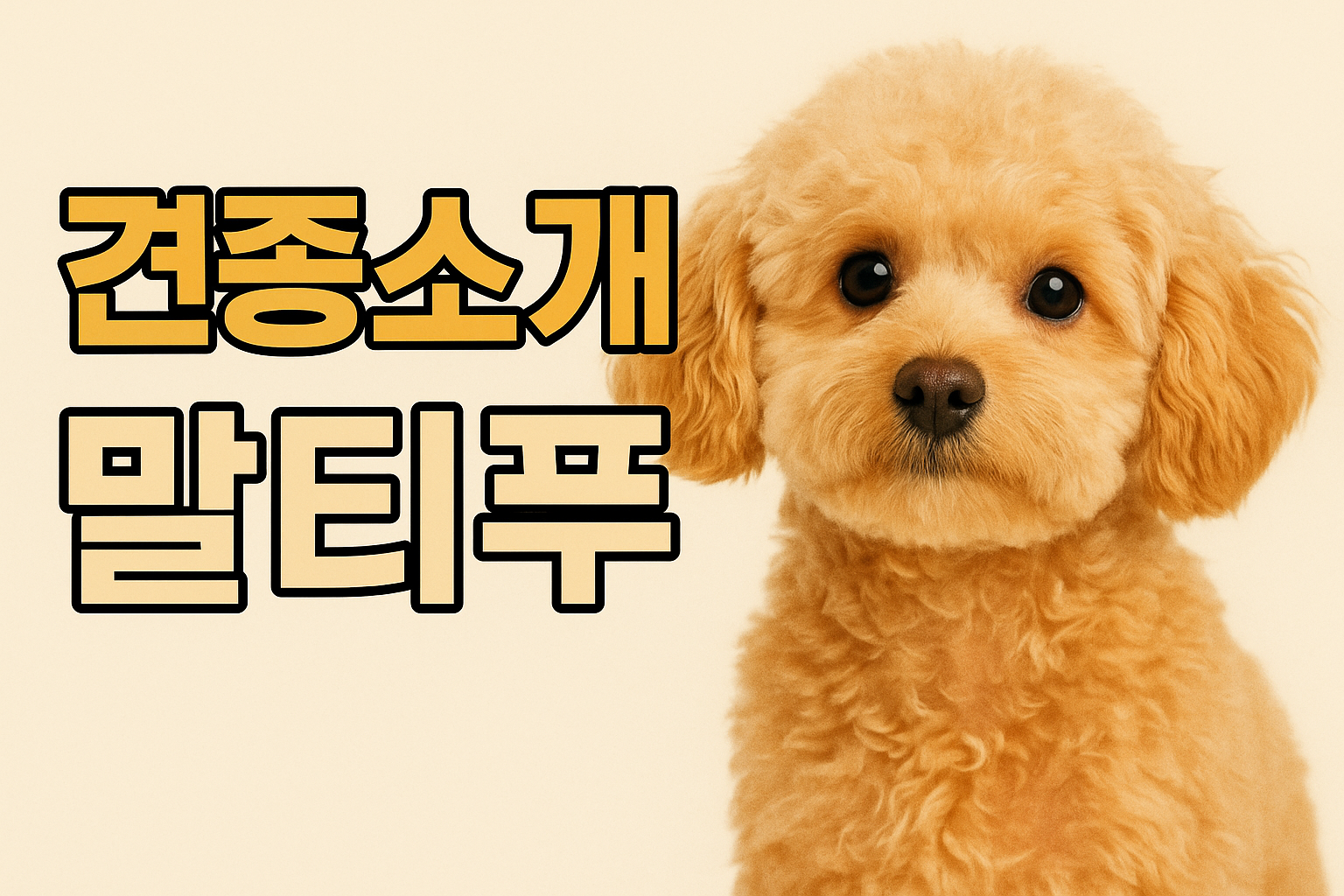 견종소개 말티푸 이미지