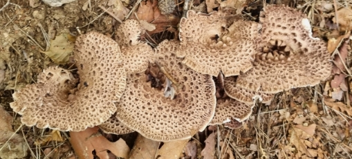 능이버섯 채취시기