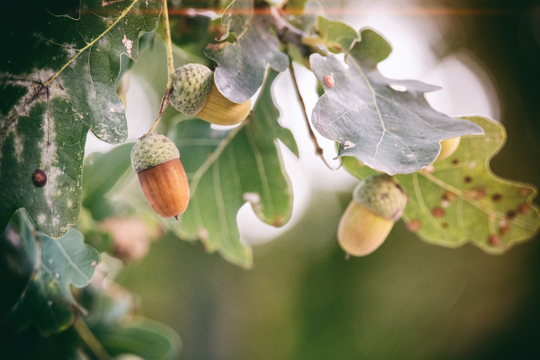 Acorn.