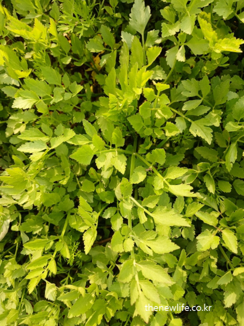 “Close-up view of Korean minari (water celery) growing in a dry soil field under warm sunlight.”-“햇살 아래 마른 밭에서 자라는 한국 미나리의 근접 모습 – 건강한 봄나물의 생명력을 담은 장면”