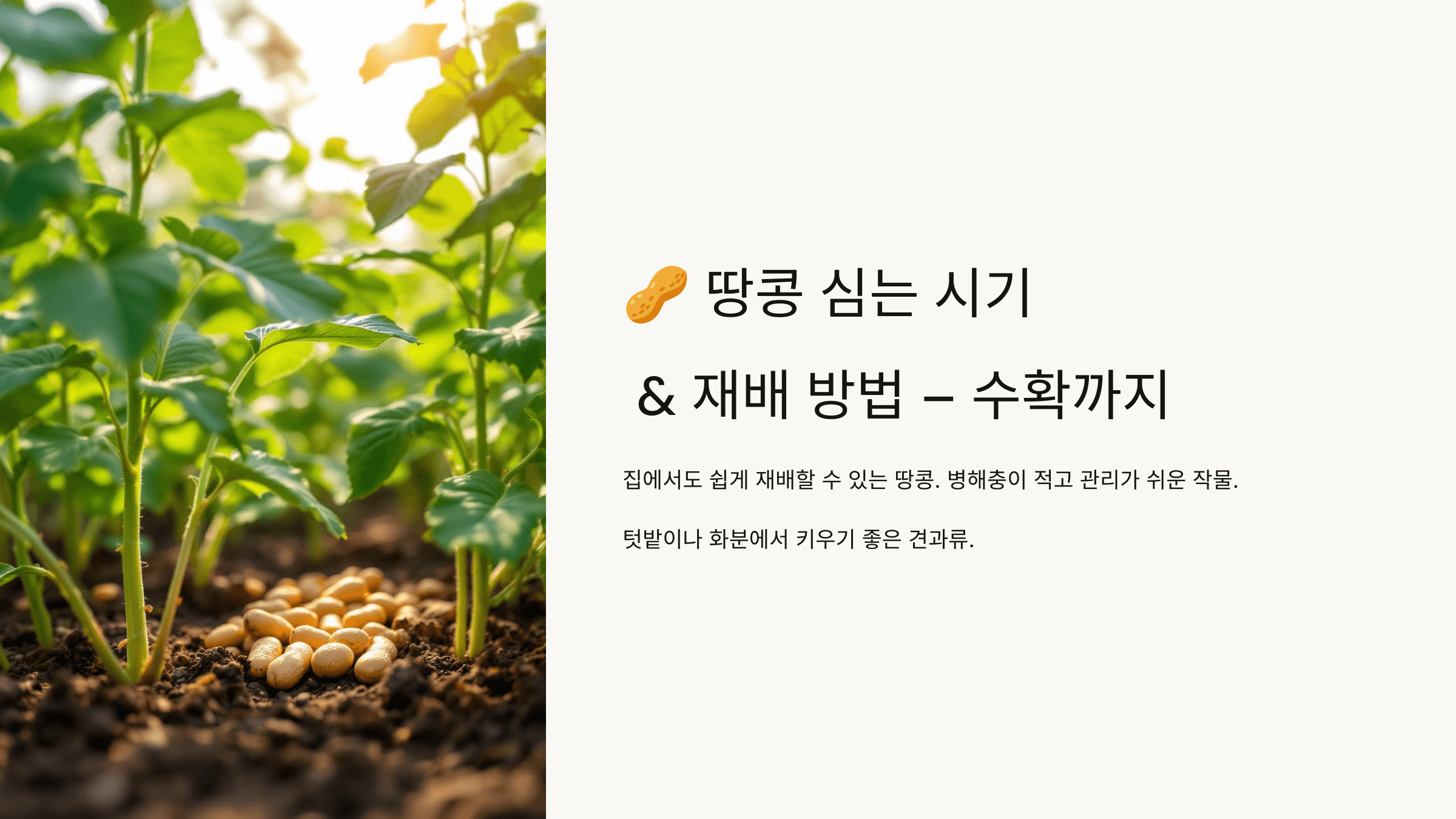 땅콩 사진입니다.