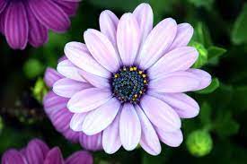 꽃이름 찾기 앱