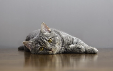 누워있는 고양이.