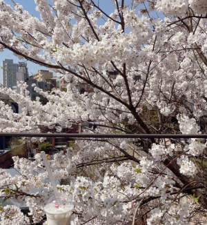 벚꽃명소