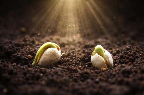 식물의 환경 감각