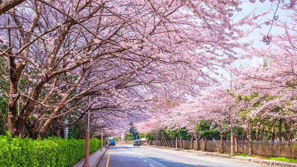 전국 벚꽃 명소