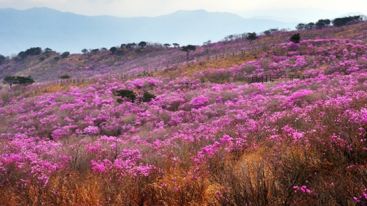 비슬산 참꽃축제