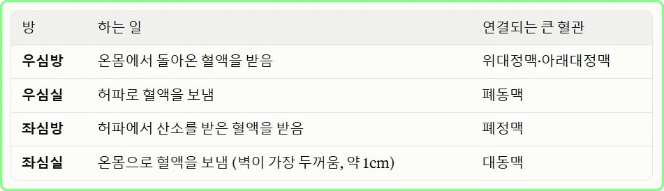 심장의 4개의 방
