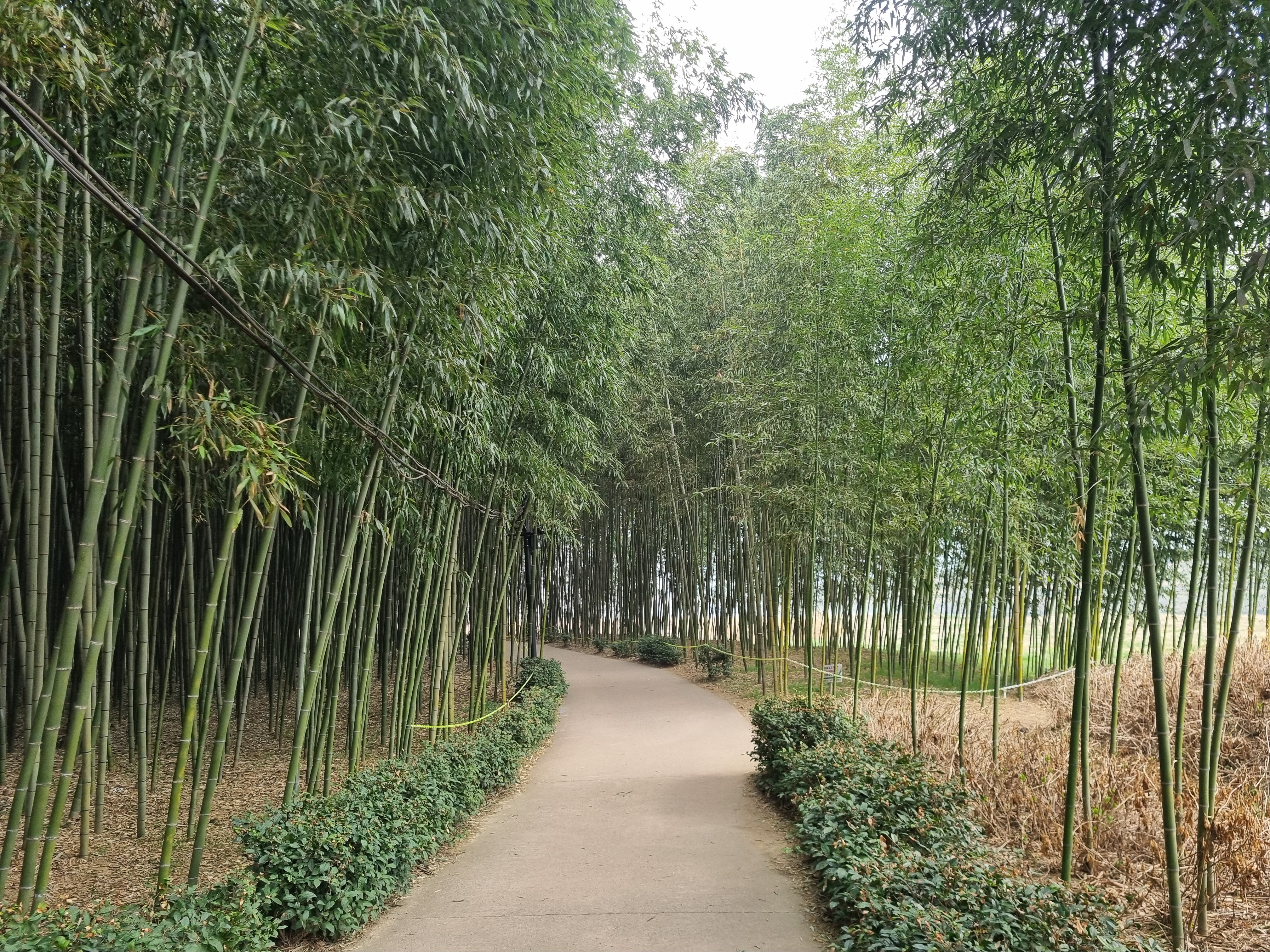 섬진강 힐링 풍경 사진(섬진강 대숲길&amp;#44; &amp;#39;26.3)