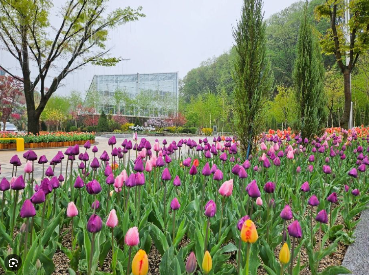 용인 자작나무숲