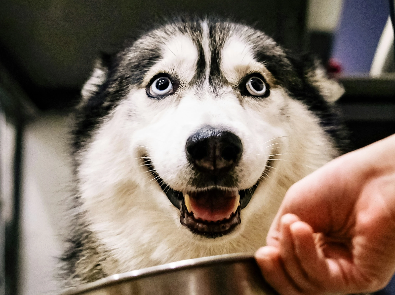 사료를 먹으며 웃고있는 강아지