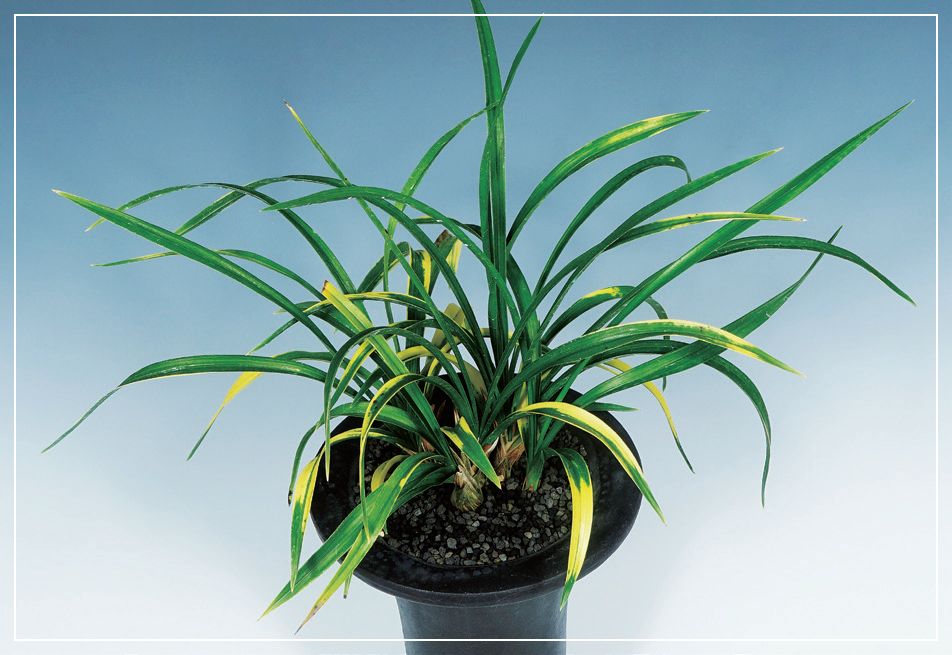 호피반 『정일품』