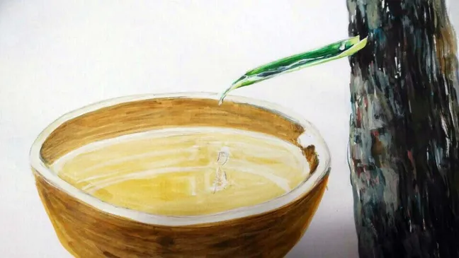 고로쇠물 섭취 방법