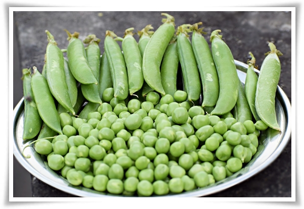 &quot;10월 하순, 완두콩 심어보세요!&quot; 겨울을 이겨낸 완두콩 건강한 영양소 듬뿍!