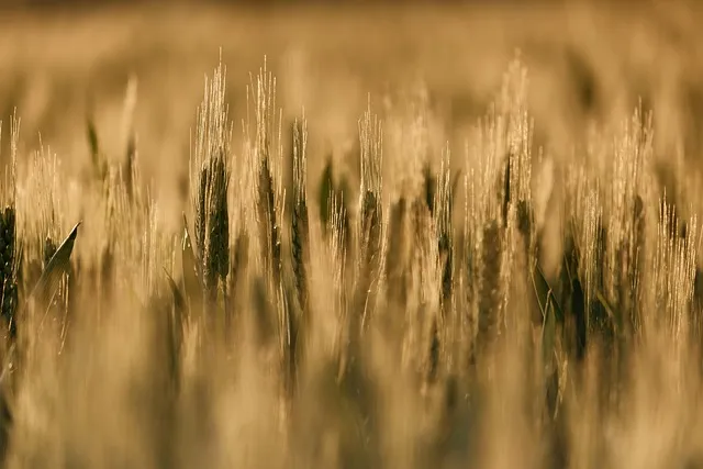 보리 재배 월동 관리 파종 밀도 웃자람 방지_2