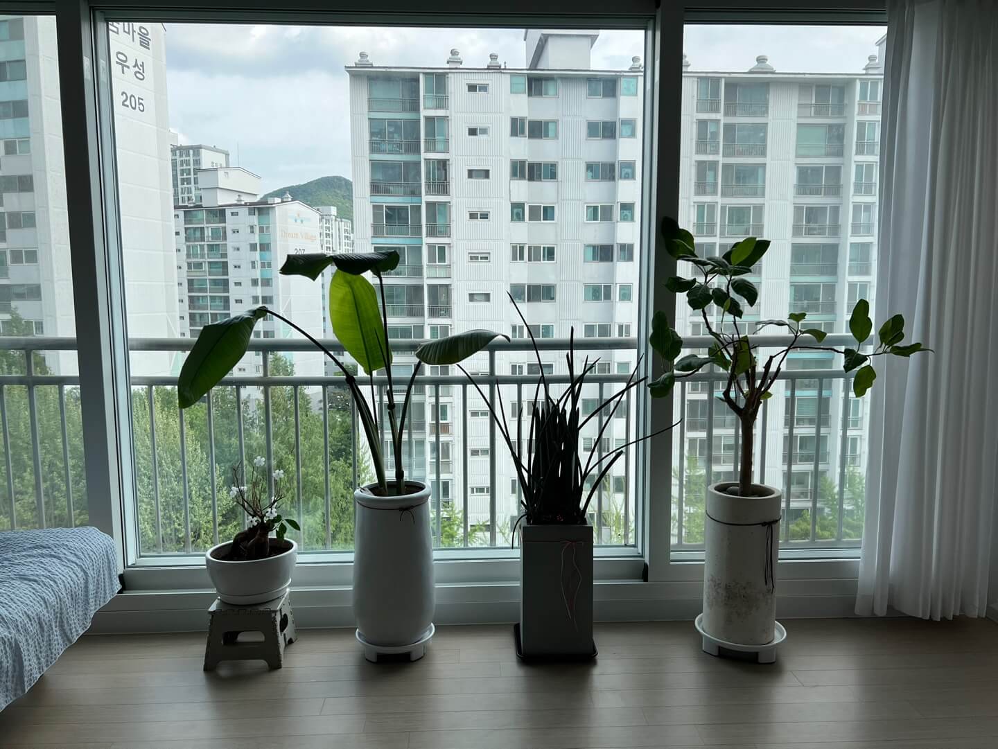 우리집에 오게 된 식물들