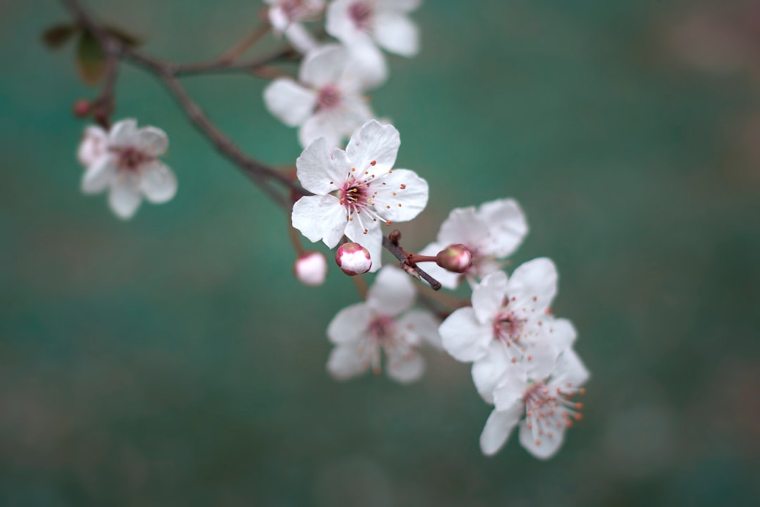 Cherry blossom.