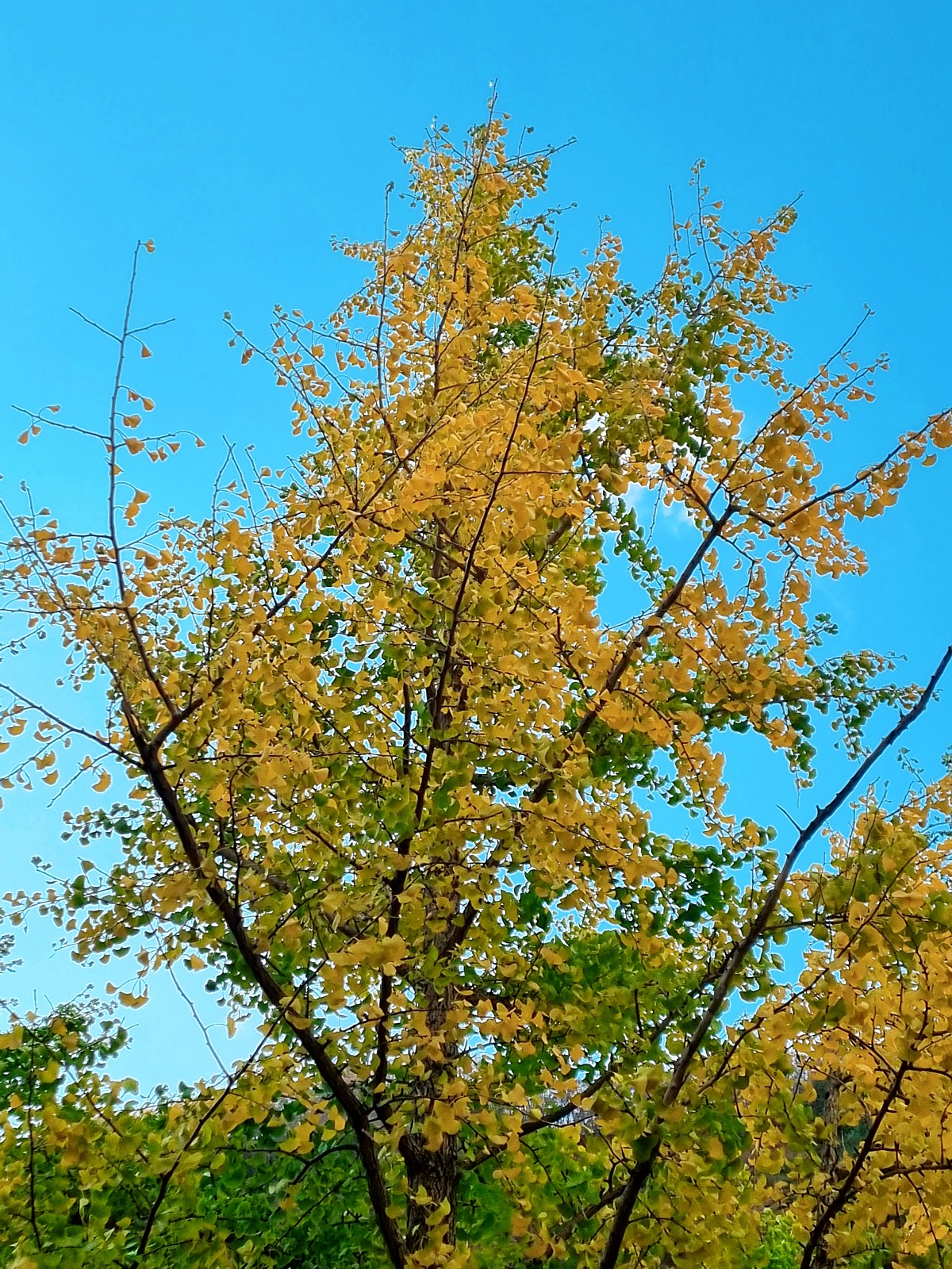 강원도 홍천 은행나무숲 방문 후기(10.23.): 단풍 확인 팁, 먹거리, 숙박