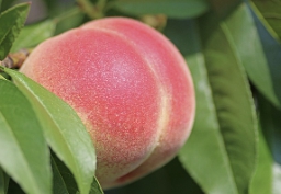 복숭아 보관방법