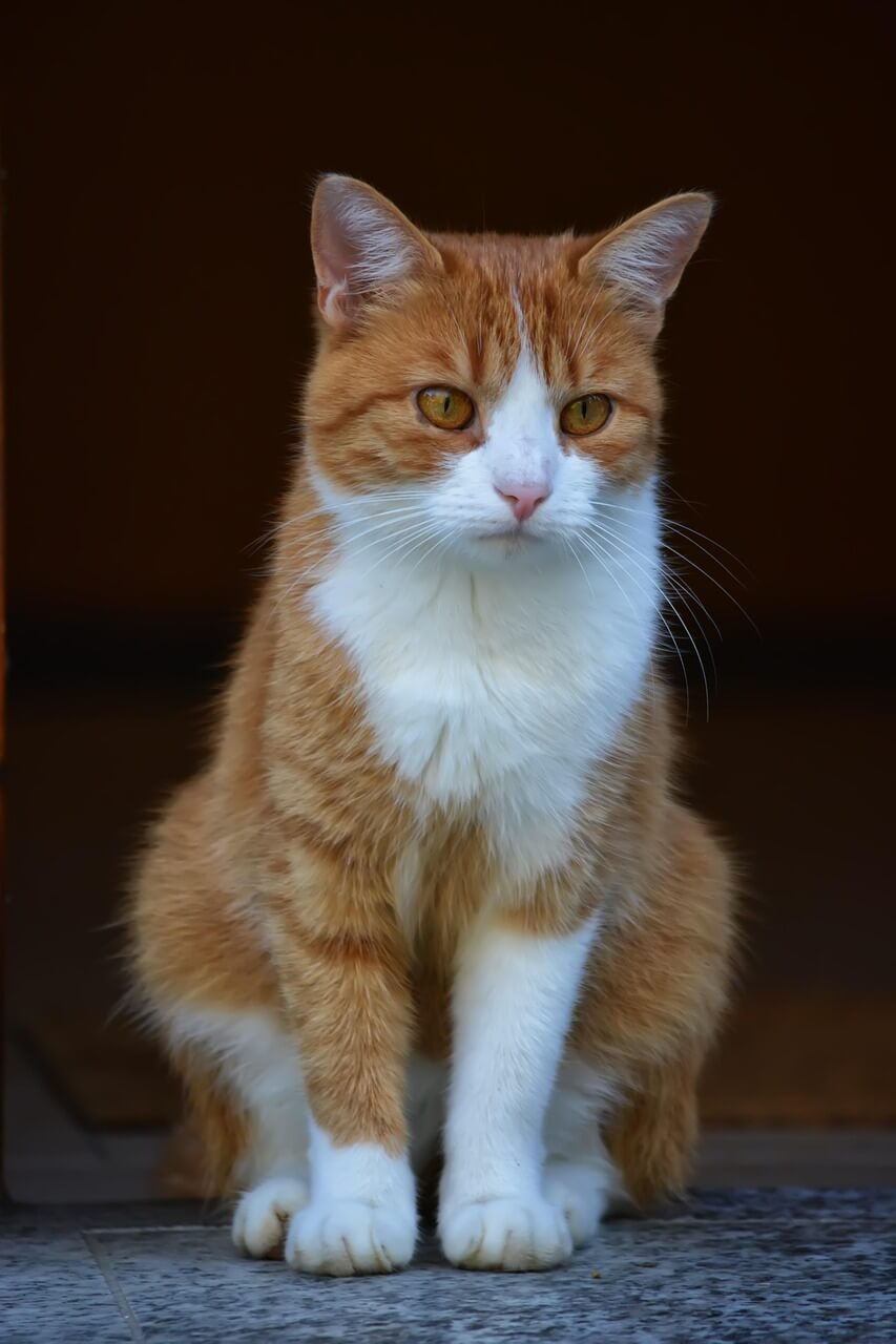 갱년기에 좋은 약