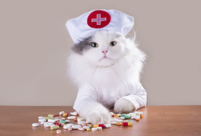 고양이 간호사.