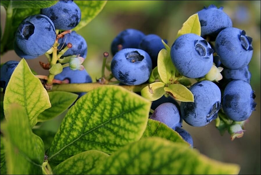 블루베리 효능 10가지