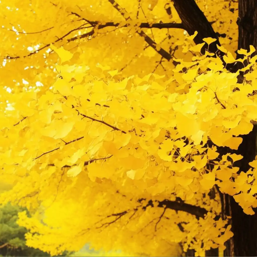 은행나무_korea-ginkgo-paths