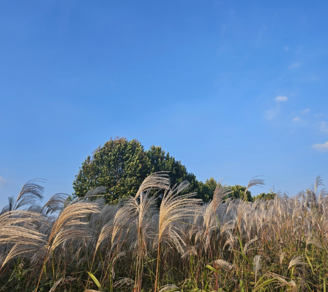 가을나들이 명소 , 억새꽃 명소