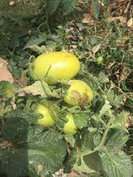  주말농장 작물 모종 추천 BEST 5 - 토마토