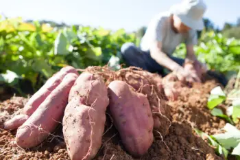 고구마 효능 및 영양성분, 보관방법