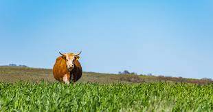 2024 공익직불제 신청방법 및 신청기간 혜택 총정리