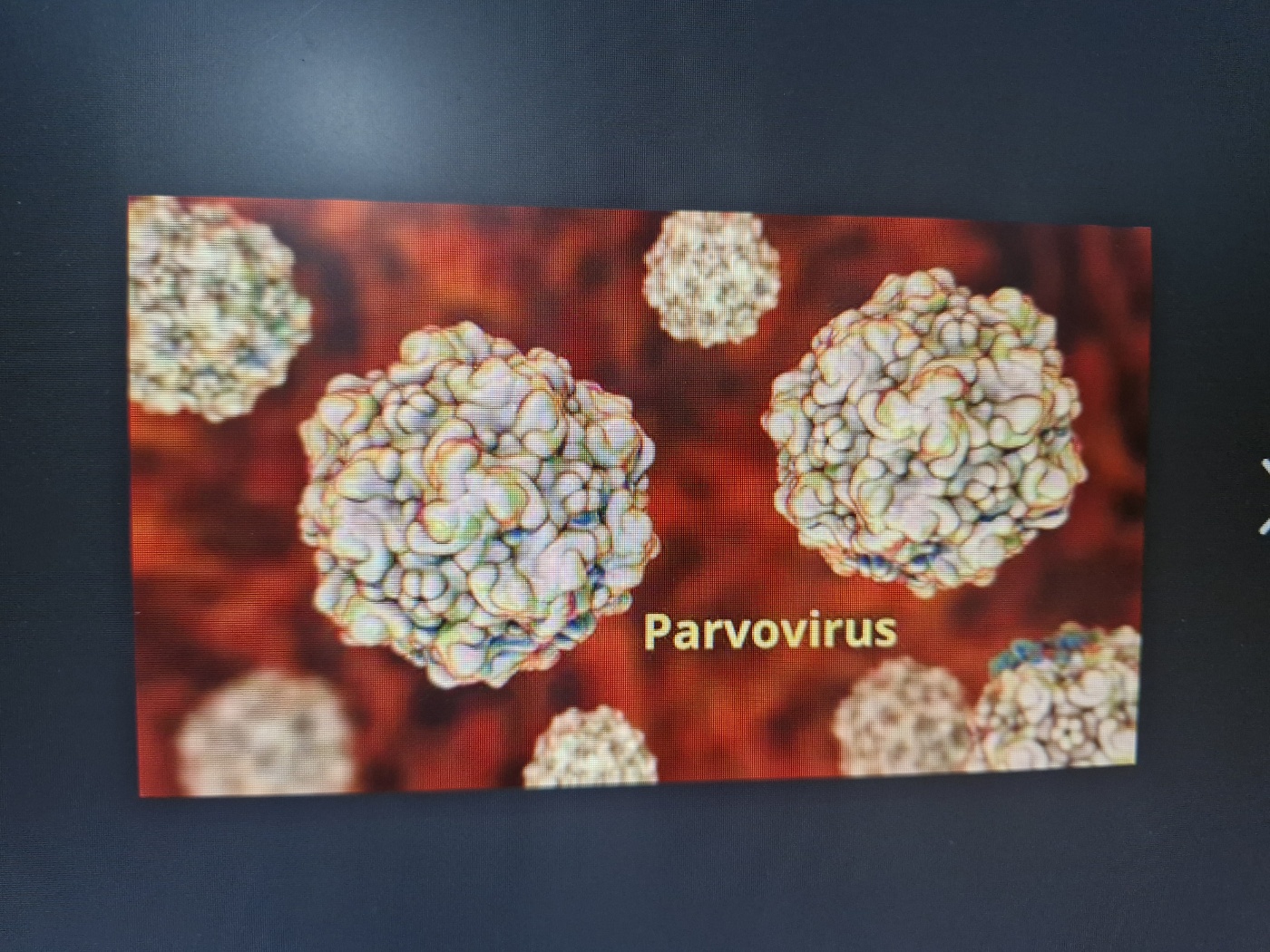 강아지 보험 가입 가능한 질병종류는?