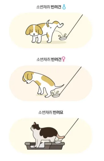 고양이 소변 색깔, 소변에 피, 소변실수_31