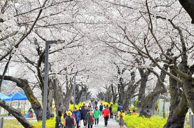 2025 전국 벚꽃 개화 만개 시기 벚꽃 명소 