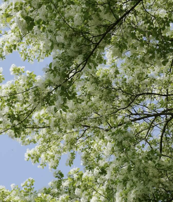 이팝나무와 조팝나무 차이