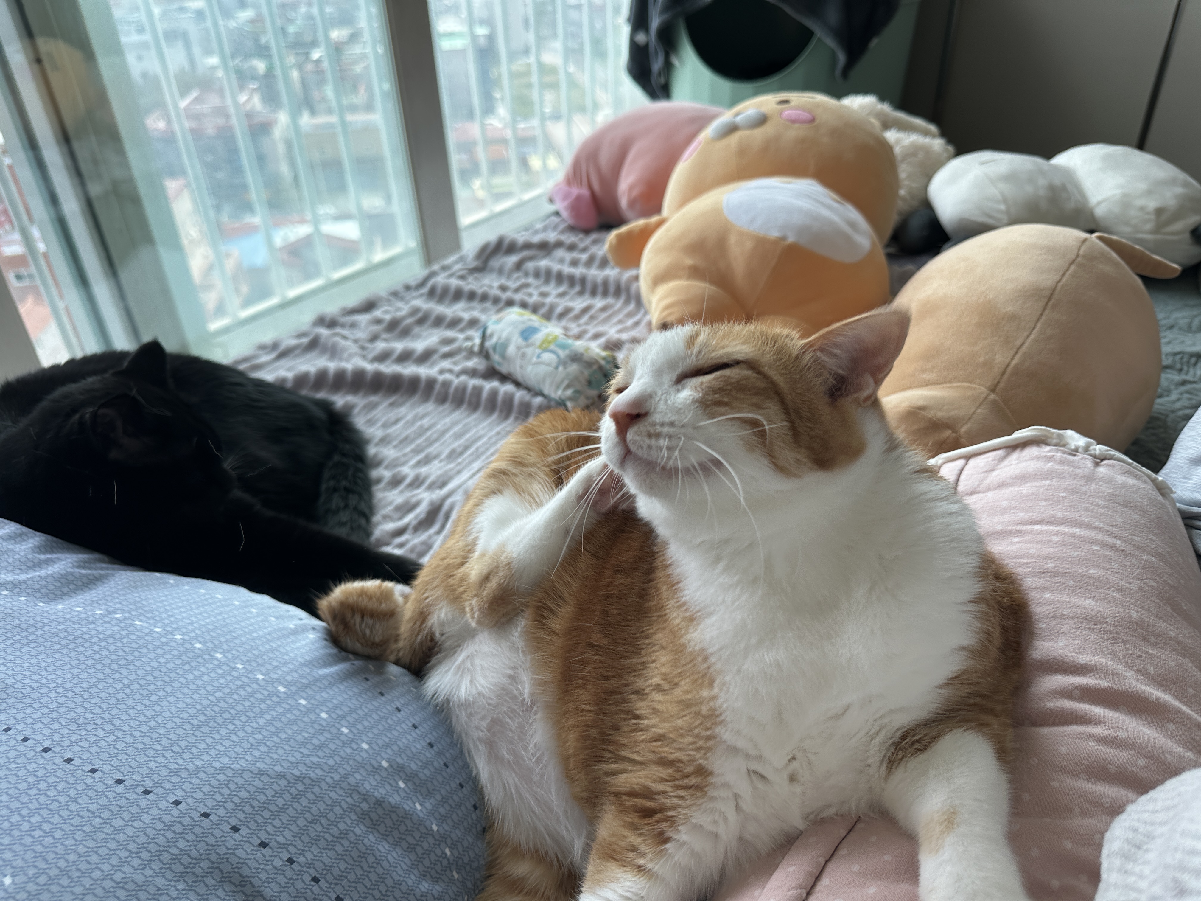 뒷발로_머리_긁는_호야_1