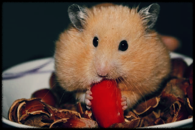 세계 햄스터의 날