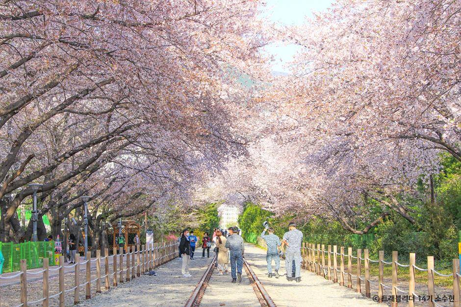 2025년봄꽃개화시기