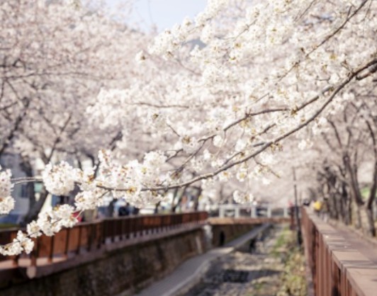 진해-군항제