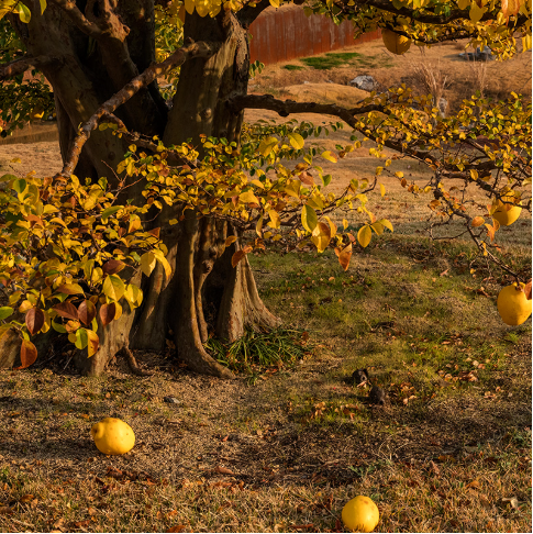 대구 군위 사유원 관람 예약