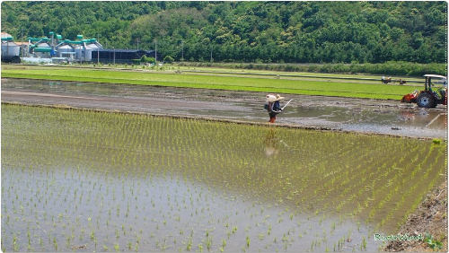 모내기 하는 논